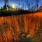 Golden grasses
