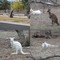 white kangaroos