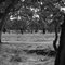 Horse Fence, Bordertown #2
