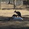 White Kangaroos