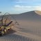 dead tree with sand dunes at Eucla N.P.