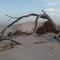 dead tree branch in sand dunes, Eucla N.P.