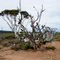 One of the oddly decorated trees on the Nullarbor