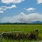 Bushfire near Airlie Beach