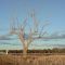 Middle of nowhere - Love this tree!!