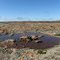 Bruce's Rock, Western Australia