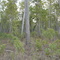 Tetradonta before the clearing for Bauxite mining