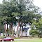 House and trees across from Old School Mill's Restaurant, Locust, SC (2006)