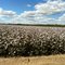 Cotton Field at  Warren by Dr Muhammad J Siddiqi State Water Corp
