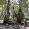 Woody Nook Bush