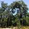 Marri trees in flower - Carbunup River