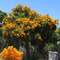 West Australian Christmas Tree