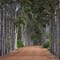 The Avenue