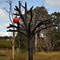 Garden of Eden tree