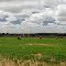 Field along Caves Road