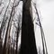 Scorched tree