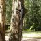 Large Goanna at Bunyip