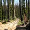 Western Track regrowth