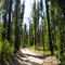 Tea Tree Track regrowth