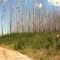 The Bunyip State Park, Forrest rd looking at Tea Tree Track.