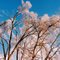 Icy Tree