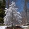 Snow tree