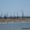 Pelicans Taking Flight