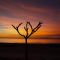 Weipa tree in Sunset