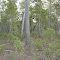 Tetradonta Forest Pre-Bauxite Mining