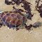 Green turtle .,Barrow is