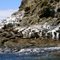 Seals in the sun