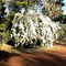 Bev. Springs Station, Blumenpracht im Outback