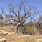 Boab Tree 2