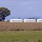 Cotton Farming on the Liverpool Plains