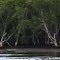 Dance of the Mangroves
