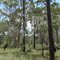 Gum and Grass Trees