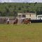 Campdrafting at Coolah