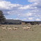 05 jan 05 Coolah Farm Baladonga
