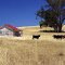 In the middle of a paddock!  One red roof!