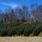 Christmas Tree Farm in Cashiers, NC