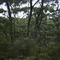 View along Ravine des Casoars path