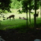 Backyard siesta for deer