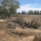 Land clearing & Aboriginal heritage destruction 6