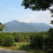 Looking North from the Epiphyte B&B