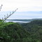 Dain Tree NP