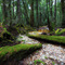 The Ballroom Forest