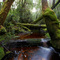 The Waldheim Forest