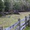 inside the fence is a beautiful forests