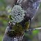 flower-like moss