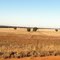  Condobolin by Dr Muhammad J Siddiqi State Water Corp
